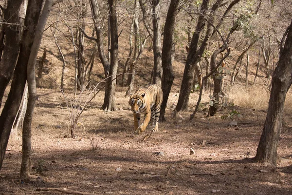 Indyjskiego Tygrysa Parku Narodowym Bandhavgarh — Zdjęcie stockowe