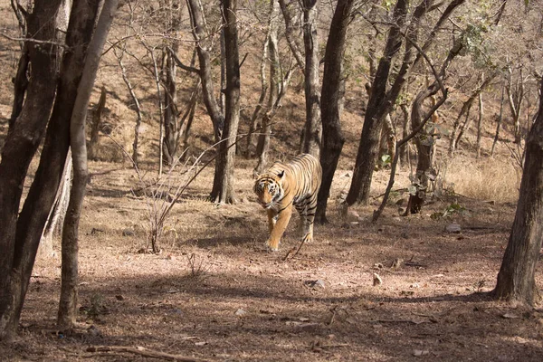 Tigre Indio Caminando Parque Nacional Bandhavgarh — Foto de Stock