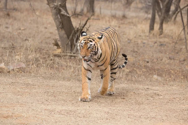 Tigre Indiano Caminhando Parque Nacional Bandhavgarh — Fotografia de Stock