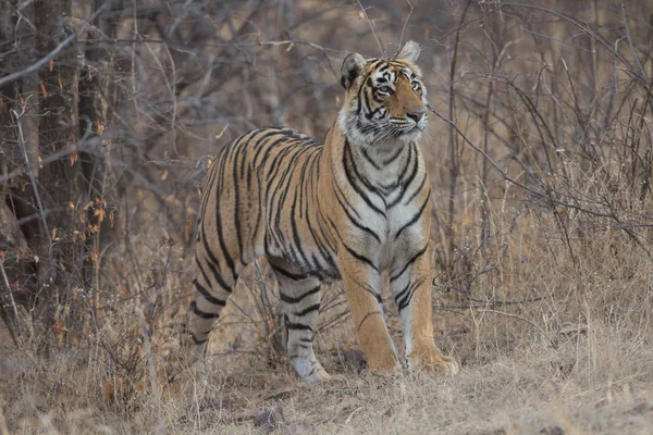 Indický Tygr Chůzi Bandhavgarh Národní Park — Stock fotografie