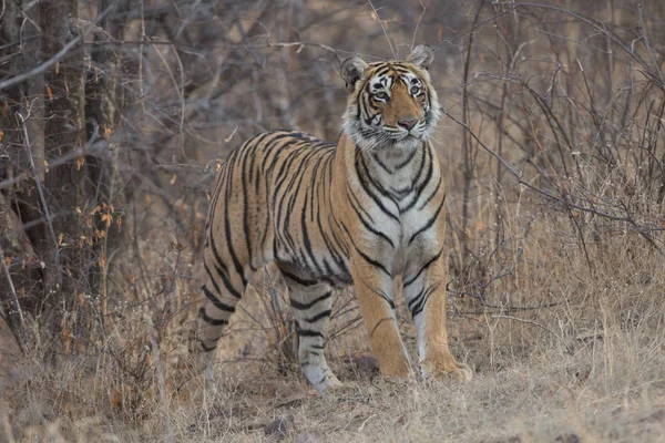 Tigre Indiano Caminhando Parque Nacional Bandhavgarh — Fotografia de Stock