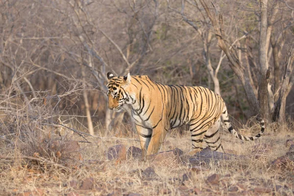 Indický Tygr Chůzi Bandhavgarh Národní Park — Stock fotografie