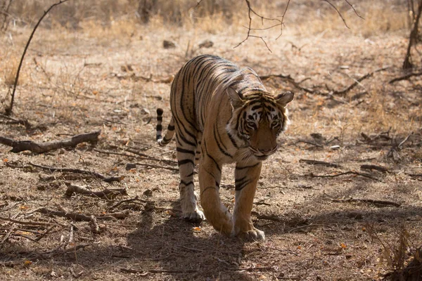 Tigre Indien Dans Parc National Bandhavgarh — Photo