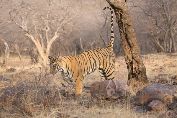 Indický Tygr Bandhavgarh Národní Park — Stock fotografie