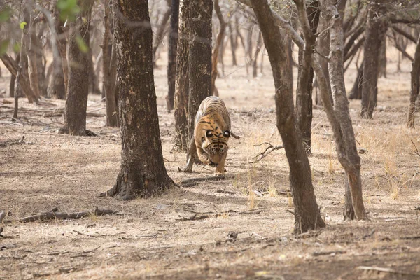 Tigre Indiana Nel Parco Nazionale Bandhavgarh — Foto Stock