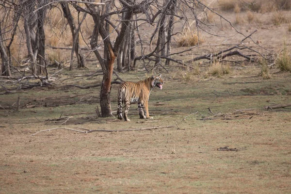 Indyjski Tygrys Spaceru Parku Narodowym Bandhavgarh — Zdjęcie stockowe