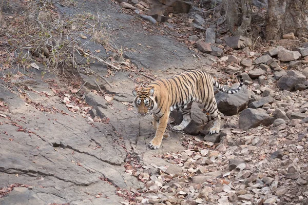 Tigre Indio Caminando Parque Nacional Bandhavgarh —  Fotos de Stock