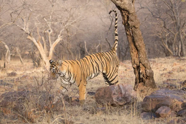 Tigre Indio Parque Nacional Bandhavgarh —  Fotos de Stock