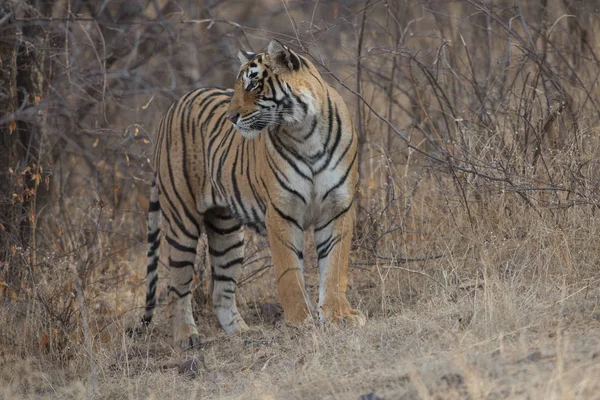 Tigre Indio Caminando Parque Nacional Bandhavgarh — Foto de Stock