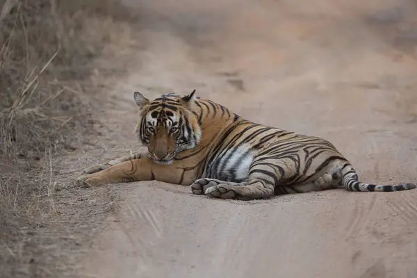 Tigre Indiano Deitado Estrada Parque Nacional Bandhavgarh — Fotografia de Stock