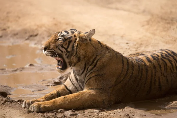 Indyjski Tygrys Leżący Parku Narodowym Bandhavgarh — Zdjęcie stockowe