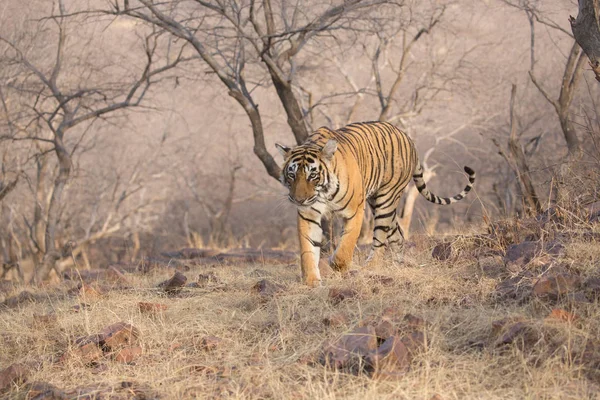 Indiai Tiger Séta Bandhavgarh Nemzeti Park — Stock Fotó