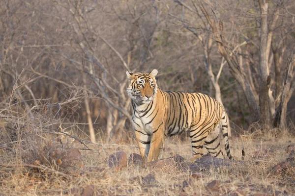 Tigre Indio Caminando Parque Nacional Bandhavgarh —  Fotos de Stock