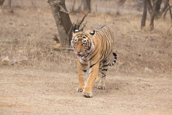 Tigre Indio Caminando Parque Nacional Bandhavgarh —  Fotos de Stock