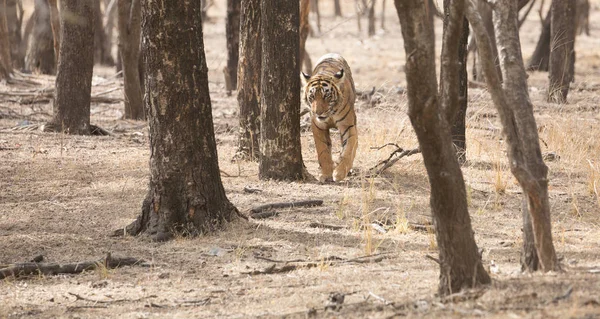 Passeggiata Della Tigre Indiana Nel Parco Nazionale Bandhavgarh — Foto Stock