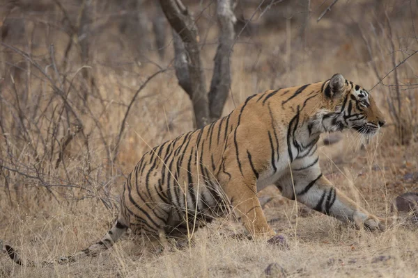 Tigre Indio Parque Nacional Bandhavgarh —  Fotos de Stock