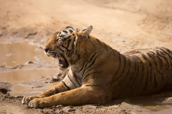 Indyjski Tygrys Leżący Parku Narodowym Bandhavgarh — Zdjęcie stockowe