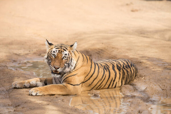 Indian tiger lying  in Bandhavgarh National Park 