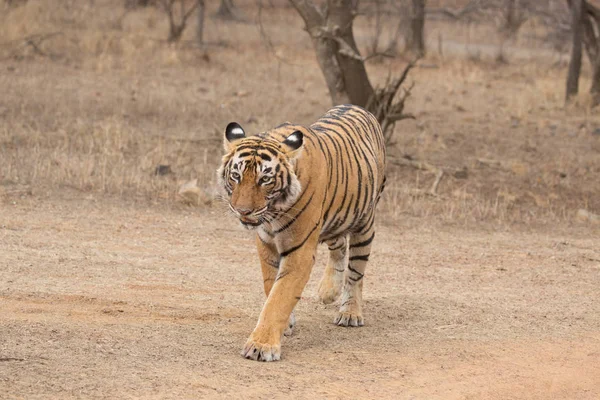 Tigre Indio Caminando Parque Nacional Bandhavgarh —  Fotos de Stock