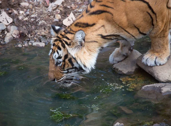 Индийский Тигр Пьет Воду Национальном Парке Бандхавгарх — стоковое фото