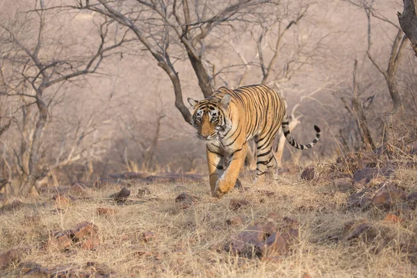 Tigre Indiano Caminhando Parque Nacional Bandhavgarh — Fotografia de Stock