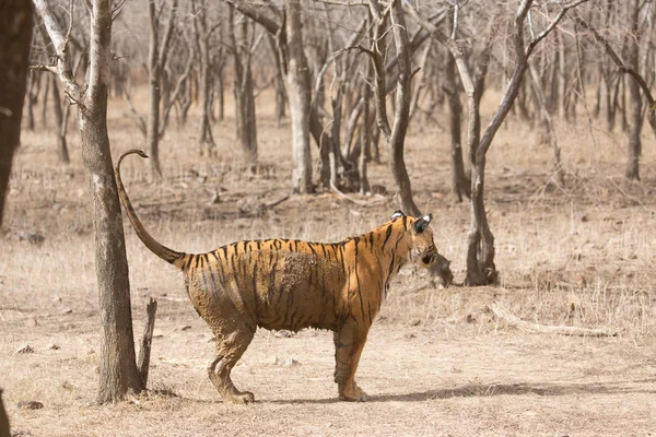 Tigre Indiana Nel Parco Nazionale Bandhavgarh — Foto Stock