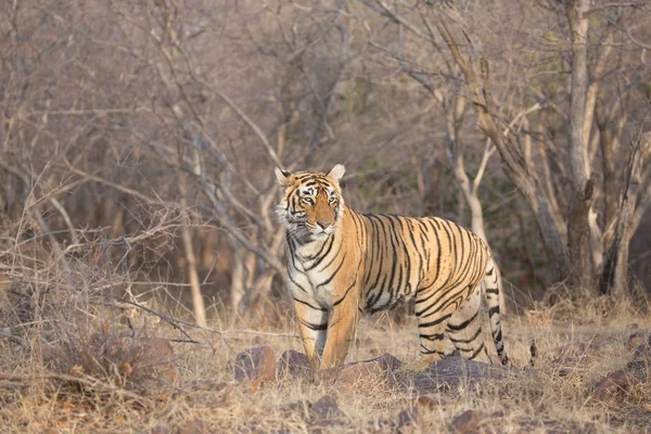 Tigre Indio Caminando Parque Nacional Bandhavgarh —  Fotos de Stock