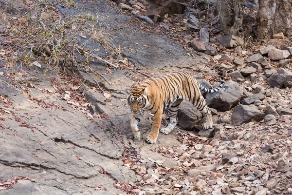 Ινδική Τίγρη Περπάτημα Φορολογικά — Φωτογραφία Αρχείου