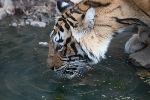 Eau Potable Tigre Indien Dans Parc National Bandhavgarh — Photo