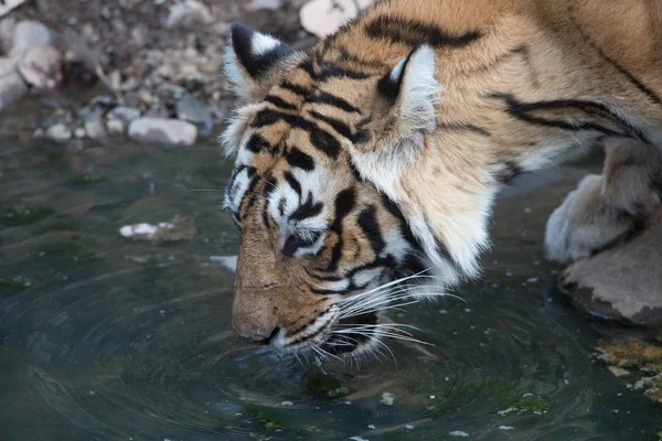 Indian Tiger Drinking Water Bandhavgarh National Park — Stock Photo, Image