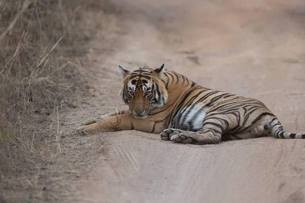  Hint kaplan yol Bandhavgarh Milli Parkı'nda yatan 