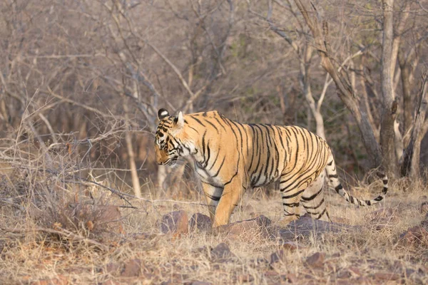 Tigre Indio Caminando Parque Nacional Bandhavgarh —  Fotos de Stock