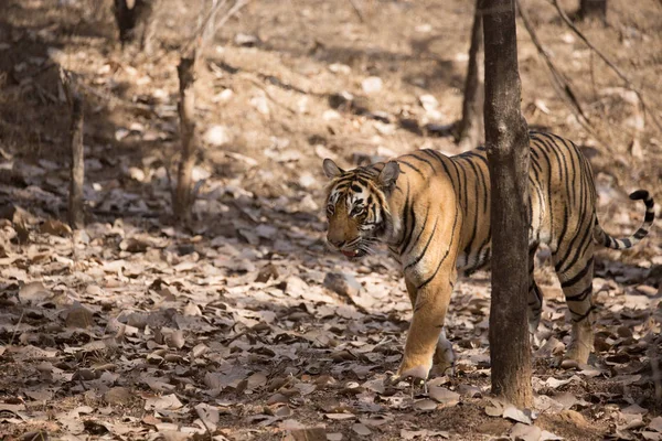 Tigre Indio Caminando Parque Nacional Bandhavgarh — Foto de Stock