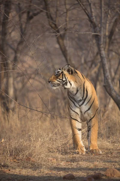 Tigre Indiano Caminhando Parque Nacional Bandhavgarh — Fotografia de Stock