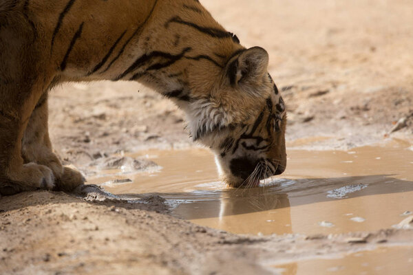  Indian tiger drinking water  in Bandhavgarh National Park 
