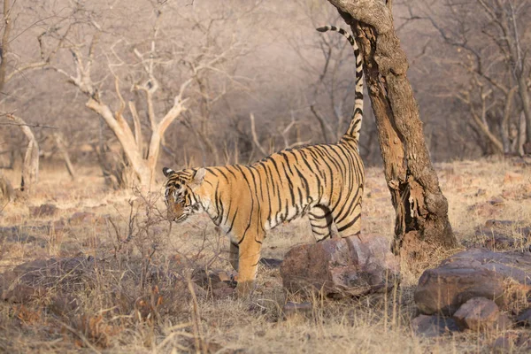 Tigre Indiano Parque Nacional Bandhavgarh — Fotografia de Stock