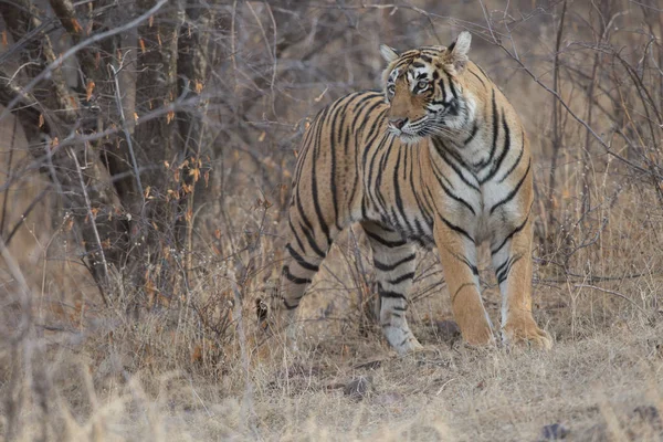 Tigre Indiano Caminhando Parque Nacional Bandhavgarh — Fotografia de Stock