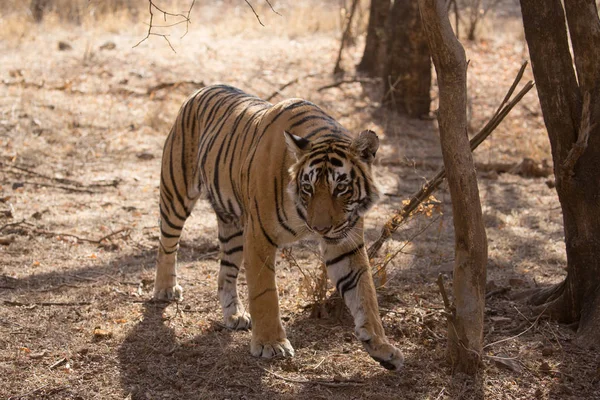 Tigre Indio Parque Nacional Bandhavgarh — Foto de Stock