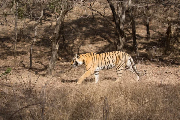 Tigre Indio Parque Nacional Bandhavgarh —  Fotos de Stock