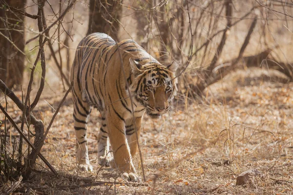 Tigre Indiano Parque Nacional Bandhavgarh — Fotografia de Stock