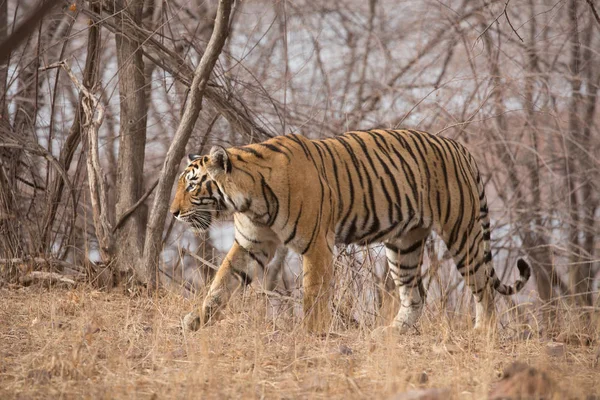 Tigre Indiano Caminhando Parque Nacional Bandhavgarh — Fotografia de Stock