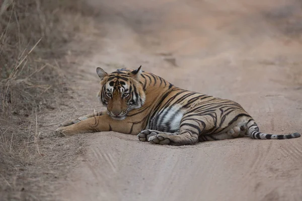 Tigre Indiano Deitado Estrada Parque Nacional Bandhavgarh — Fotografia de Stock