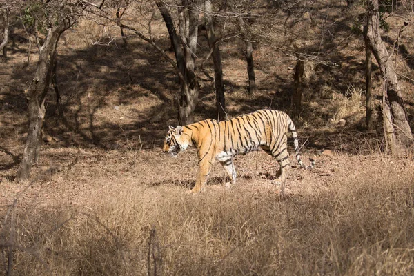 Tigre Indiano Parque Nacional Bandhavgarh — Fotografia de Stock