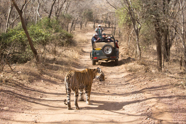 INDIA - MARCH 2016: The tiger is moving the road. A tourists are shooting pictures of a tiger. An excellent picture which is  showing  how humans can communicate with wild animals.