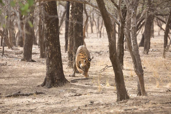 Tigre Indiana Nel Parco Nazionale Bandhavgarh — Foto Stock