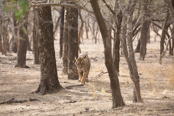 Tigre Indiana Nel Parco Nazionale Bandhavgarh — Foto Stock