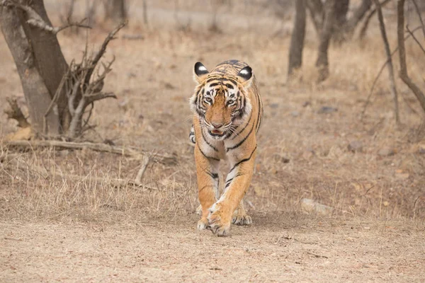 Tigre Indio Caminando Parque Nacional Bandhavgarh —  Fotos de Stock