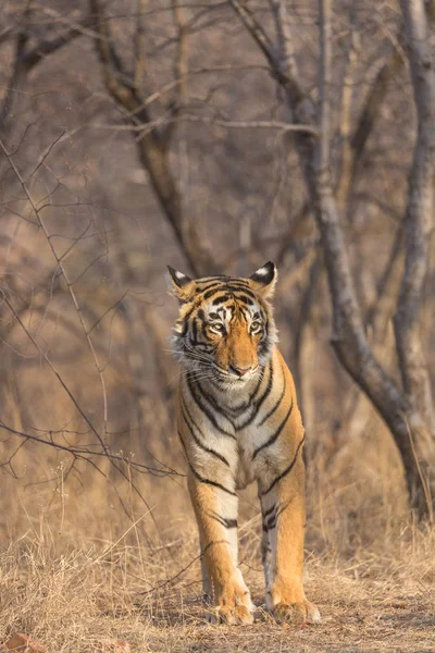 Tigre Indio Caminando Parque Nacional Bandhavgarh — Foto de Stock