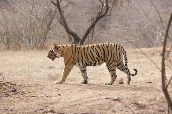 Indický Tygr Chůzi Bandhavgarh Národní Park — Stock fotografie