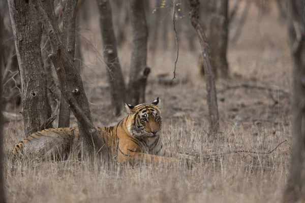 Ινδική Τίγρης Που Βρίσκεται Στο Εθνικό Πάρκο Bandhavgarh — Φωτογραφία Αρχείου